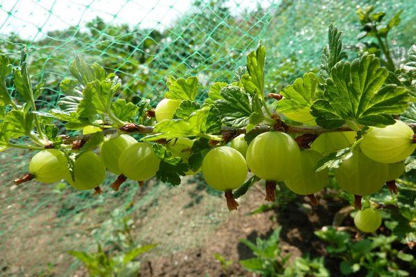 พวงผลเบอร์รี่