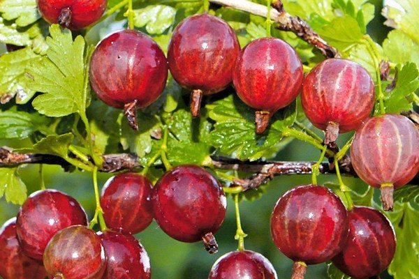 เบอร์รี่สีชมพู