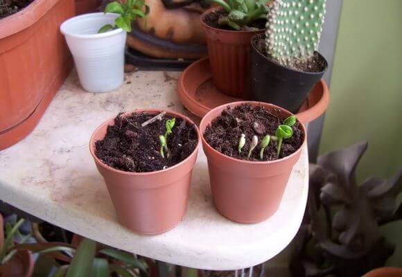 matériel de plantation