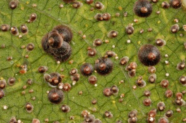 เพลี้ยแป้งบนใบ