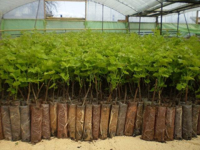 ต้นกล้าองุ่น