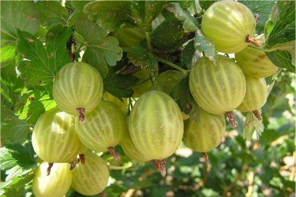 ลูกเกดเขียว