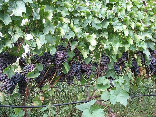 องุ่นแดง