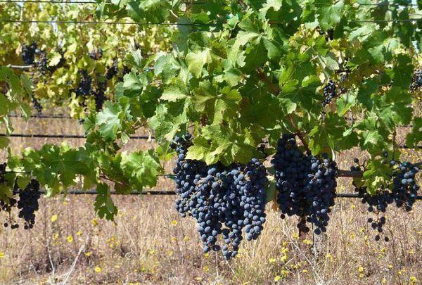 พันธุ์แครอล