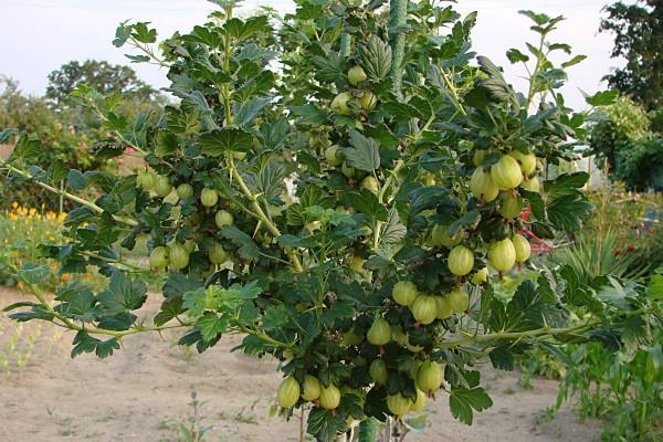 พุ่มไม้สูง