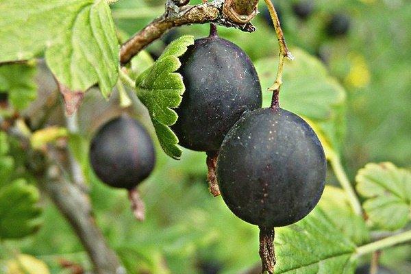 แบล็กเบอร์รี่