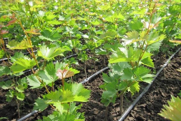 การรดน้ำองุ่น