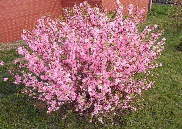 อัลมอนด์ที่เดชา