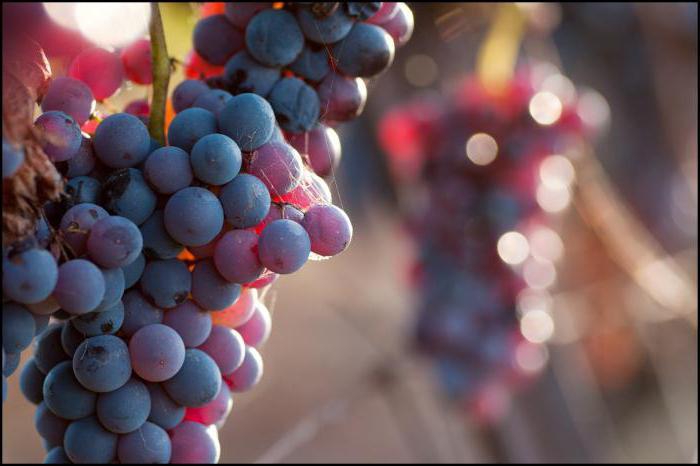 องุ่นสำหรับเดชา