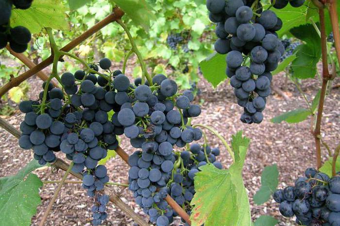 องุ่นในสวน