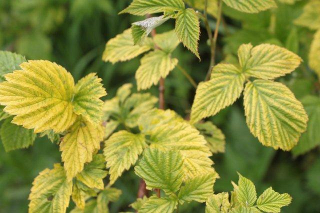 ใบเหลือง