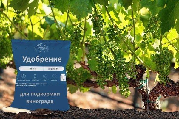 การใส่ปุ๋ยองุ่น