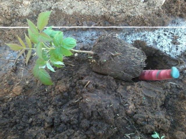 transplantation en été