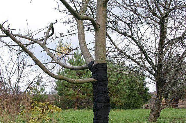 การควบคุมและปกป้องต้นไม้