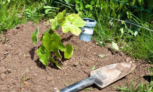 การปลูกและการดูแลรักษา