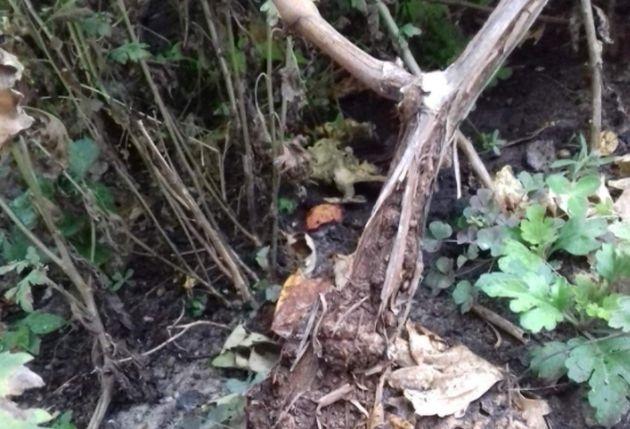 มะเร็งองุ่น