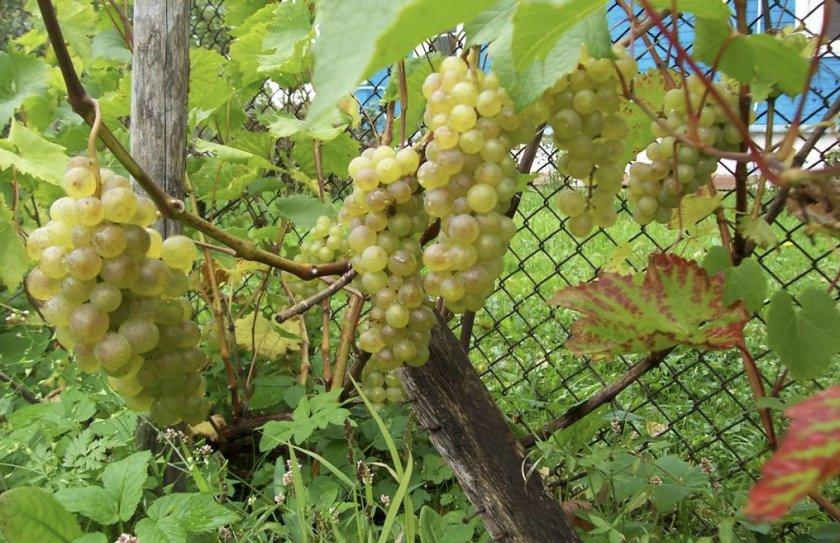 องุ่นบิอังก้า