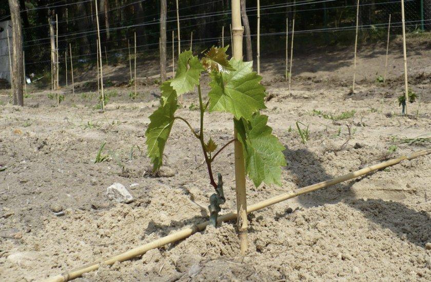 การปลูกองุ่น