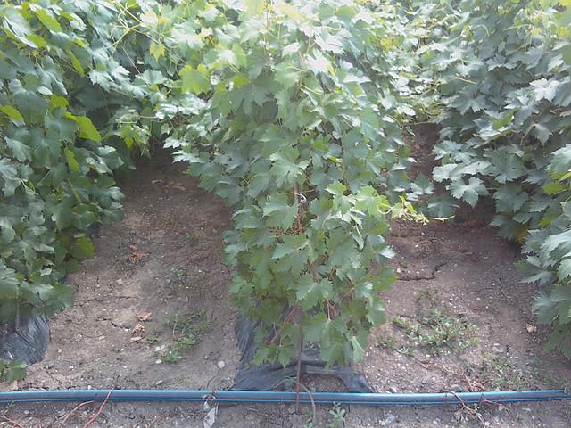 การคัดเลือกต้นกล้า