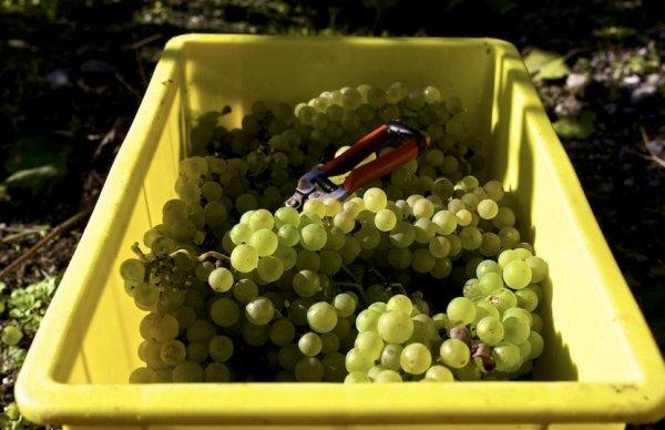 การเก็บเกี่ยวองุ่น