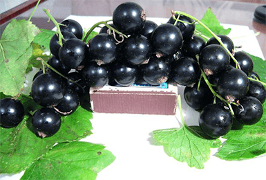 บ้านเกิดที่ถูกฉีกออกไป