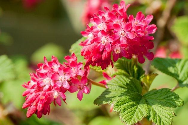 ดอกไม้ประดับสีสันสดใสของลูกเกด