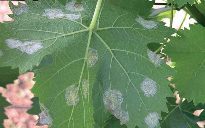 โรคราน้ำค้าง