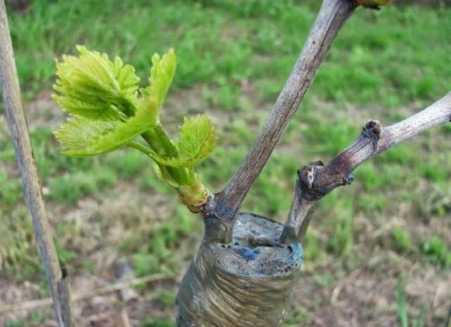 การปลูกถ่ายสะพาน