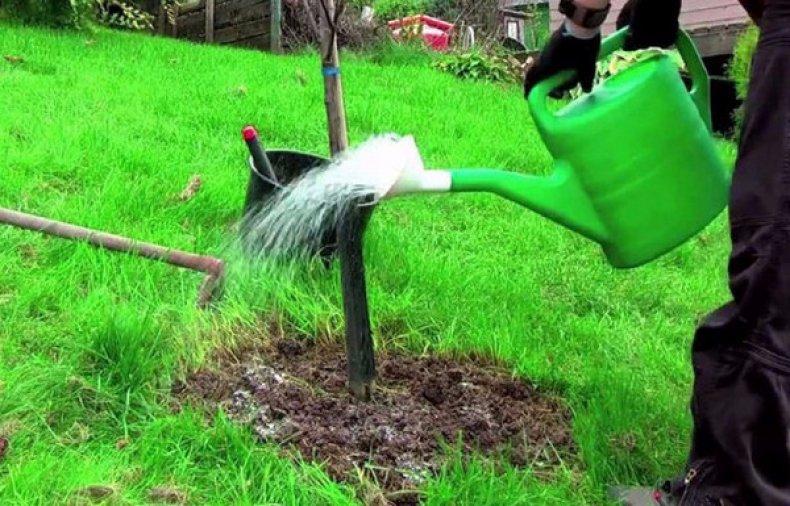 การดูแลพืชผล