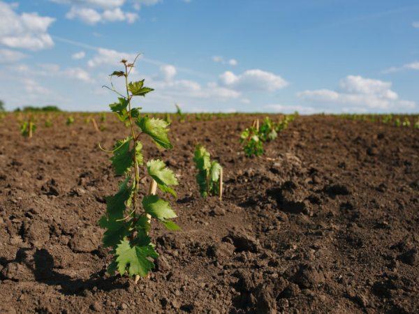 แผนการลงจอด