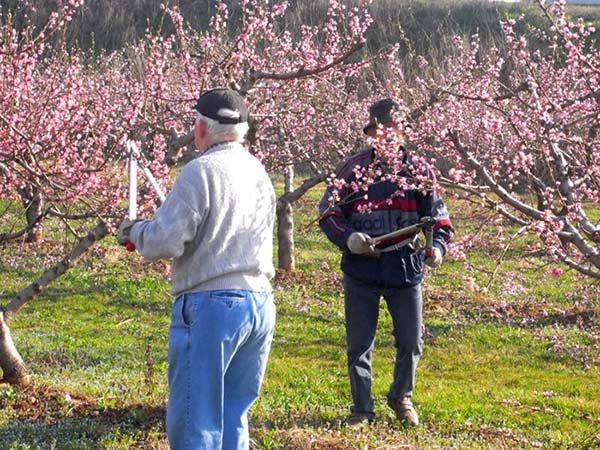 การตัดแต่งกิ่งในฤดูใบไม้ผลิ