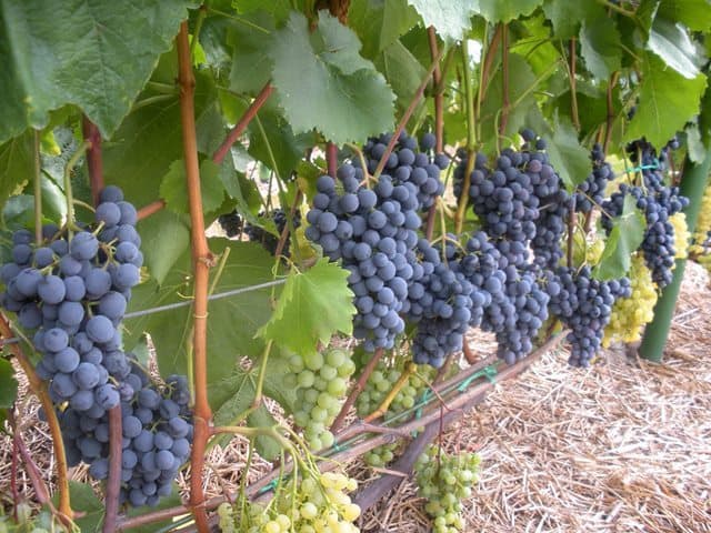 ผลผลิตองุ่น