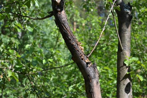 maladie des arbres fruitiers