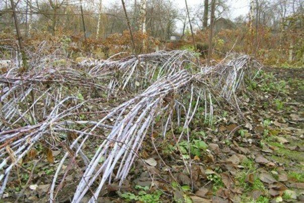 pousses de framboisier