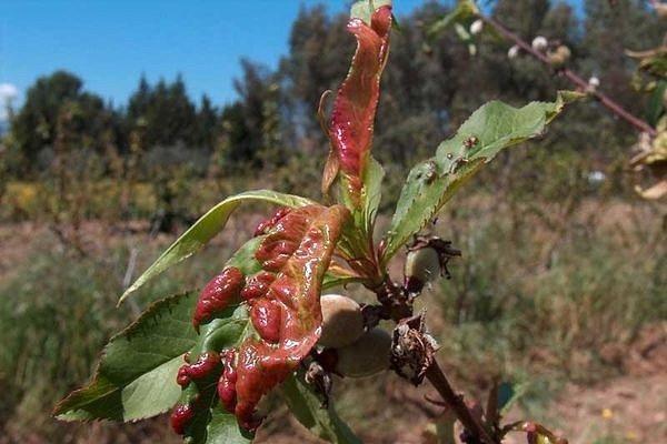 โรคต้นไม้