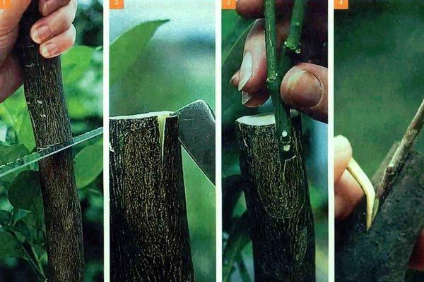 กำลังแตกหน่อ