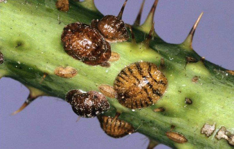 แมลงเกล็ดและแมลงเกล็ดปลอม