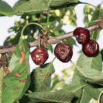 โรคเชอร์รี่