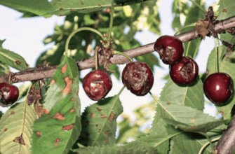 โรคเชอร์รี่