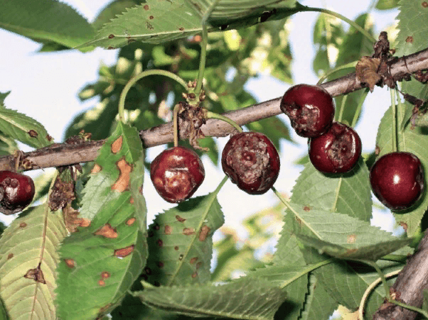 maladie du cerisier