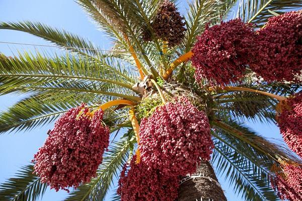 ต้นอินทผลัม