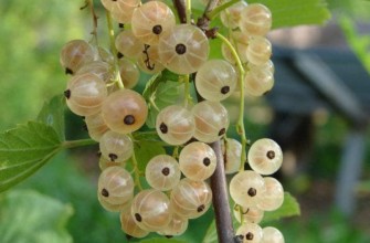 ลูกเกดขาว