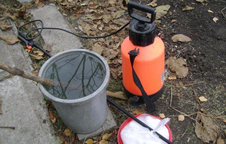 การฉีดพ่นองุ่น