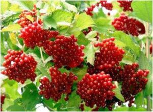 24 พันธุ์ Viburnum ที่ดีที่สุดพร้อมคำอธิบายและลักษณะเด่นที่กำลังเติบโต