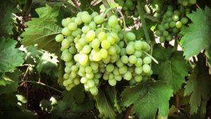 Caractéristiques et technologie de culture du cépage super-précoce Elegant