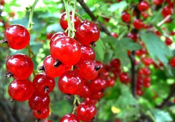 ลูกเกดแดง