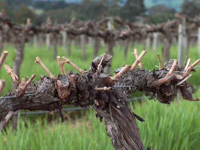 การก่อตัวขององุ่น