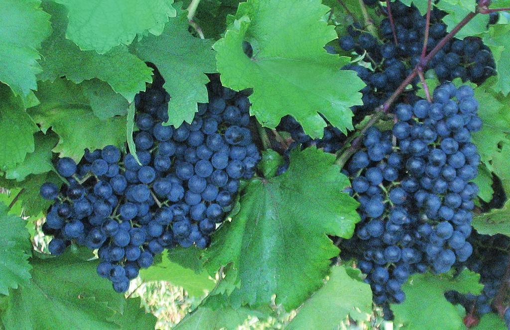 พันธุ์องุ่น