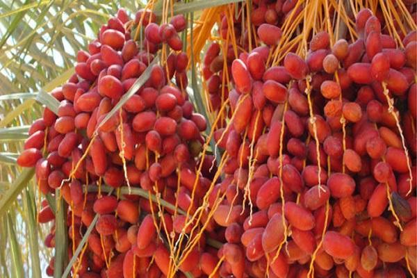 ผลอินทผลัม