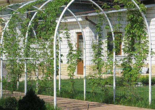 โครงตาข่ายลวด